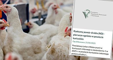Stwierdzono pierwsze w powiecie ognisko poważnej choroby drobiu-68768
