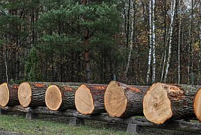 Spada eksport drewna z Polski. Ile lasów odnowiono?-69544