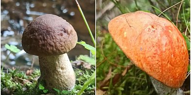 Pogoda dla grzybiarzy. Takie okazy pojawiły się w Lasach Mirachowskich-70087