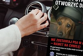 W upał auto mocno się nagrzewa. Nie zostawiaj w nim dziecka ani czworonogów-70461