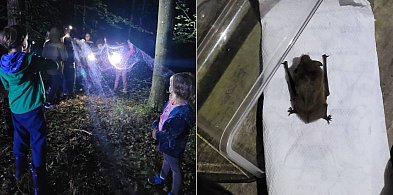 Mirachowo. Niezwykła noc z nietoperzami w roli głównej -70954