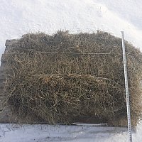zdjecie ogloszenia