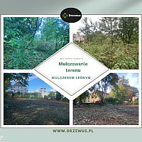 zdjecie ogloszenia