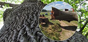 Żukowo. Popełniono błędy ws. wycinki dębu? Radni uznali