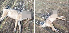 Kawle. Martwy wilk na polu