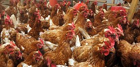 Ptasia grypa w gminie Somonino! Zlikwidowano 30 tys. sz