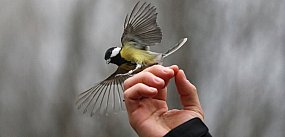 Ptaki długo odczuwają skutki sylwestrowych