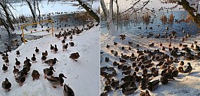 Kartuzy. Jezioro Klasztorne zamarzło. Co z kaczkami?