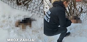 Szczeniak zamarzł w śniegu. Dramat zwierząt w Dzierżążn