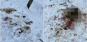 List. Myśliwy lub kłusownik zostawił paskudne ślady