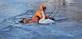 Chmielno, Sulęczyno. Strażacy ratują łabędzie przymarzn