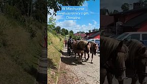 Miechucino. Korowód na rozpoczęcie dożynek gminy C