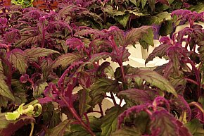 Festiwal Roślin w Gdańsku-30326