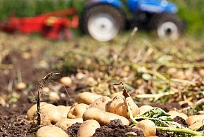 UOKiK o niskich cenach płodów rolnych. "To nie wynik zmowy"-72681
