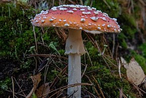 Toksykolog ostrzega przed eksperymentami z muchomorami-72705