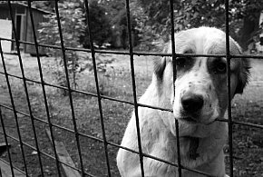 Sulęczyno. Trafi na pięć miesięcy do więzienia za okrucieństwo wobec psów-72909