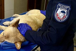 W Dniu Kundelka policjantki uratowały psa potrąconego przez samochód-73277