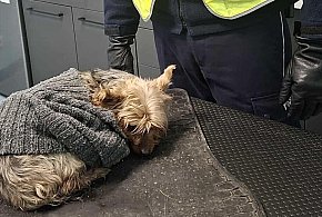 Policjanci z Kartuz ruszyli na pomoc potrąconemu yorkowi-73514