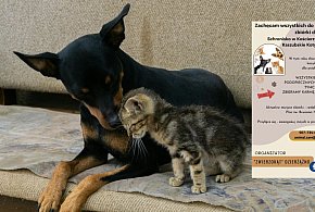 Przodkowo. Kolejna zbiórka dla potrzebujących psów i kotów zakończona sukcesem-74760