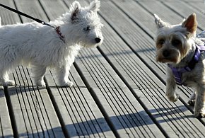 Zwierzę jako prezent świąteczny to wyjątkowo kiepski pomysł-75529