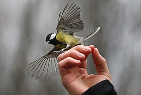 Ptaki przez wiele dni odczuwają skutki sylwestrowych fajerwerków-75674