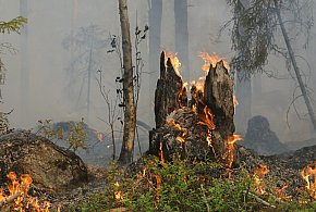 Surowsze kary za wypalanie traw i zagrożenie pożarowe już obowiązują-75964