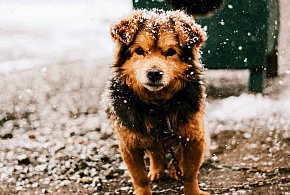 Mróz nie wybacza. Policja apeluje: reaguj, gdy widzisz krzywdę zwierząt-76135