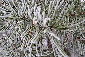 Nadchodzące dni będą mroźne, ale bezchmurne-76420