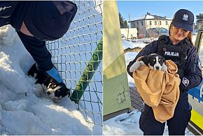 Gowidlino. Nie przeszli obojętnie obok szczeniaczka leżącego w śniegu