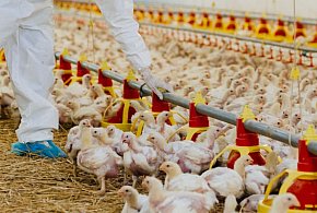 Ponad miliard złotych wypłacono hodowcom drobiu w ramach odszkodowań