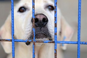 W tym roku ma się odbyć audyt wszystkich schronisk w Polsce