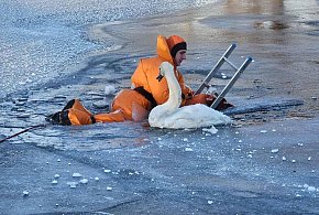 Chmielno, Sulęczyno. Strażacy ratują łabędzie przymarznięte do lodu