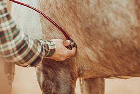Wzrośnie wynagrodzenie dla lekarzy weterynarii za badanie zwierząt?