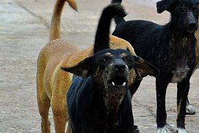 Będzie obowiązek czipowania psów? Jest projekt przepisów w tej sprawie