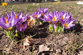 Nareszcie powiew wiosny. Oto prognozy na kolejne dni