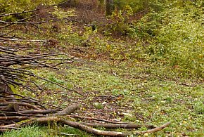 Raport: rośnie powierzchnia lasów w metropoliach