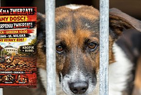 Jutro protest przed Sejmem. Organizacje apelują: Mamy dość cierpienia zwierząt!