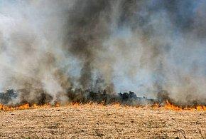 Mimo zaostrzenia kar wciąż dochodzi do wielu pożarów traw