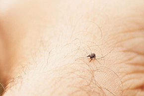 Kleszcze, które biegną do człowieka? Nie wiadomo czy zadomowiły się na stałe