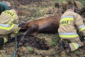 Strażacy z Dzierżążna uratowali konia, który ugrzązł w bagnie