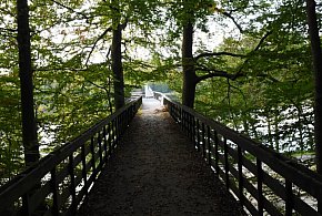 Przedłuża się wyznaczanie tzw. lasów społecznych