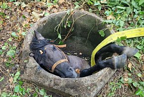 Chmielno. Koń wpadł do studni. Na miejsce zadysponowano strażaków