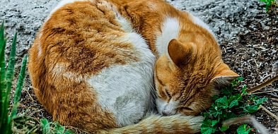 Tym projektem chce zmienić życie zwierząt w gm. Żukowo. Apeluje o głosy-73343