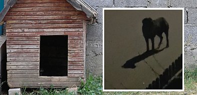 Problem z bezdomnymi psami w Starej Hucie. "Najgorzej jest w nocy"-74496