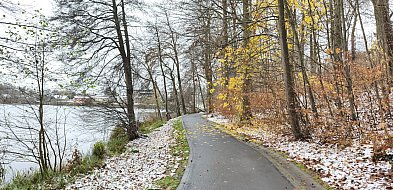 Kartuzy. Będzie wycinka drzew w Gaju Świętopełka. Chodzi o bezpieczeństwo-74574