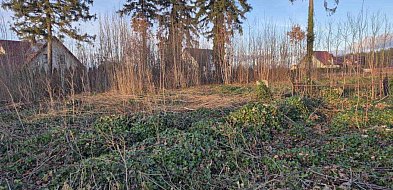 Somonino. Uprzątnięto teren dawnego cmentarza ewangelickiego-75508