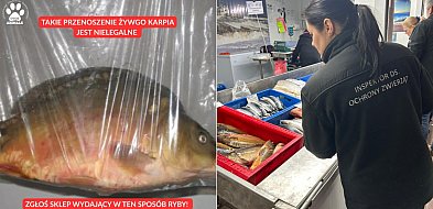 Animalsi apelują: reaguj, jeśli widzisz żywe karpie w workach, bez wody-75568