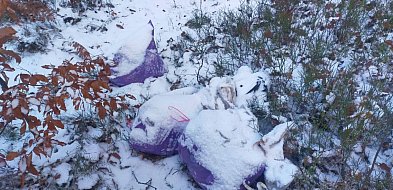 Kiełpino. Właściciel śmieci wyrzuconych do lasu został ukarany-75796