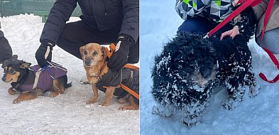 Schronisko w Kościerzynie w obliczu mrozów: pilnie potrzebne domy tymczasowe!-76207