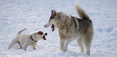 Nie wypuszczaj psa bez nadzoru. Gmina Chmielno i Park Krajobrazowy ostrzegają